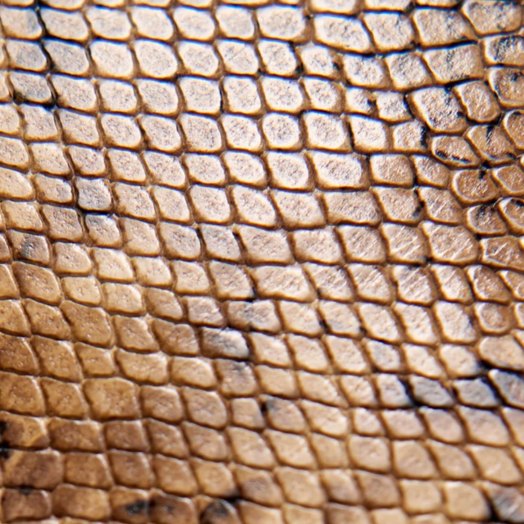 Medium Keith Bag in Taupe Snakeskin